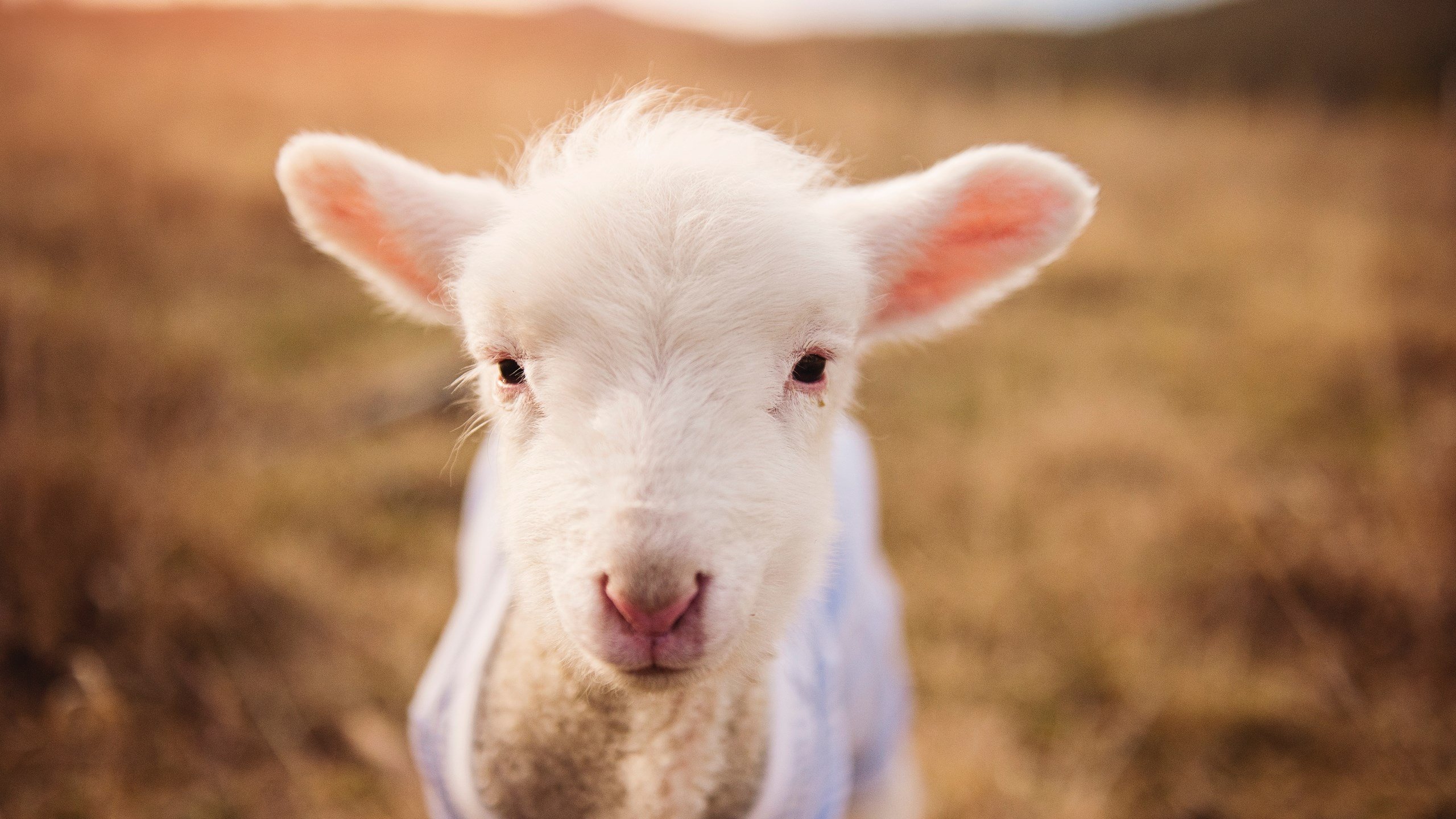 开云网页版登录入口-_极限自由式滑雪赛：速度、技巧与视觉盛宴_，自由式滑雪赛事介绍