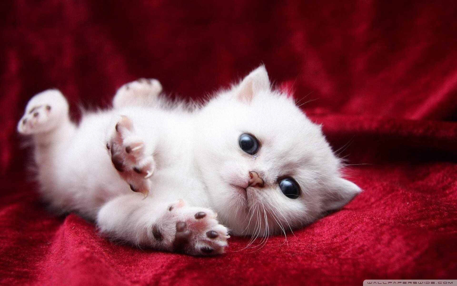 “极速狂飙，血脉喷张！”——WRC最极致的超车盛宴，极速狂飙是哪个公司