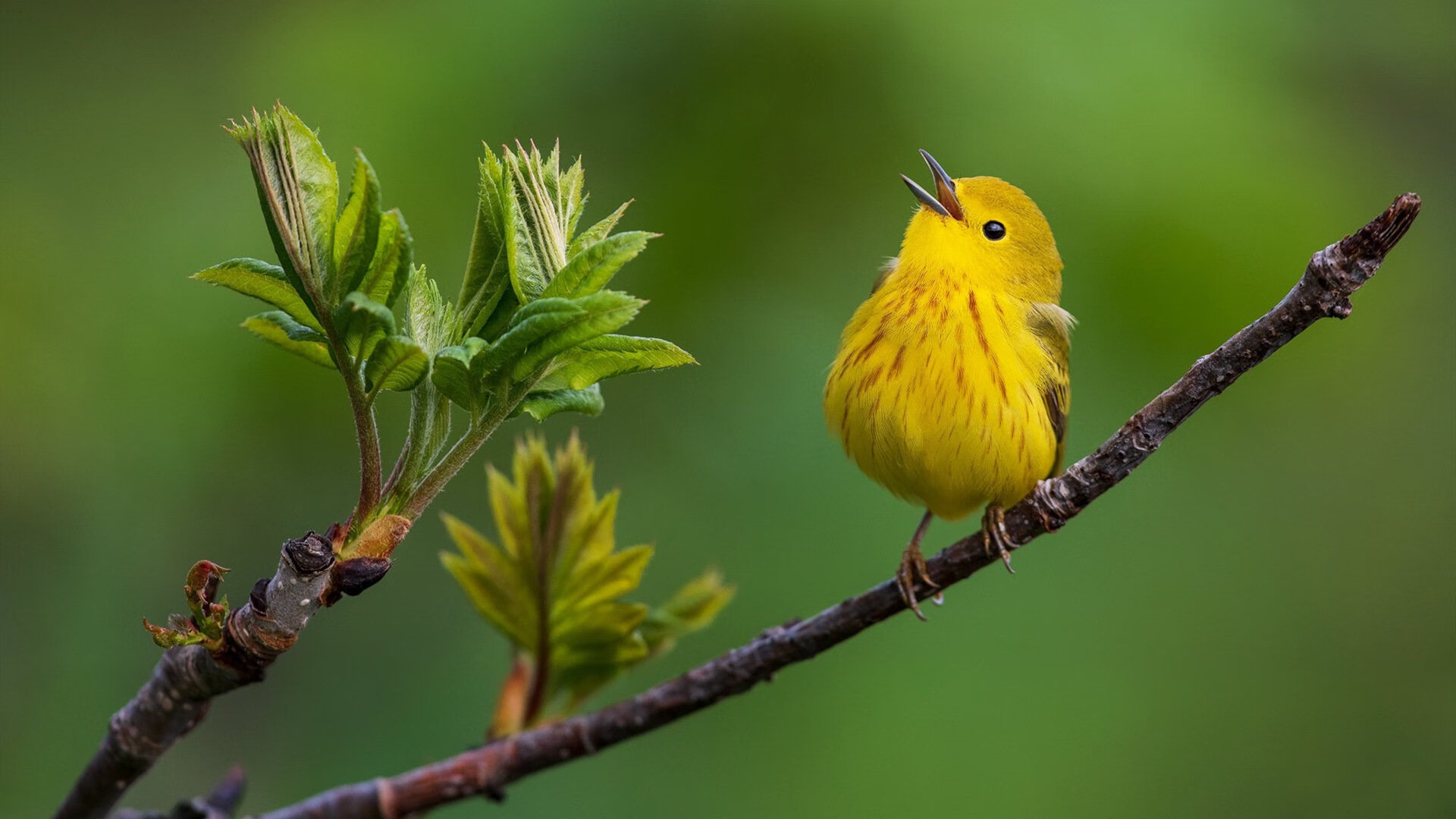 尤文图斯在意甲联赛中排名第四，成功晋级欧冠。，尤文图斯意甲成绩