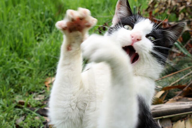 开云体育中国官网-电竞城市扶持电竞创业创新项目，电竞产业优惠政策