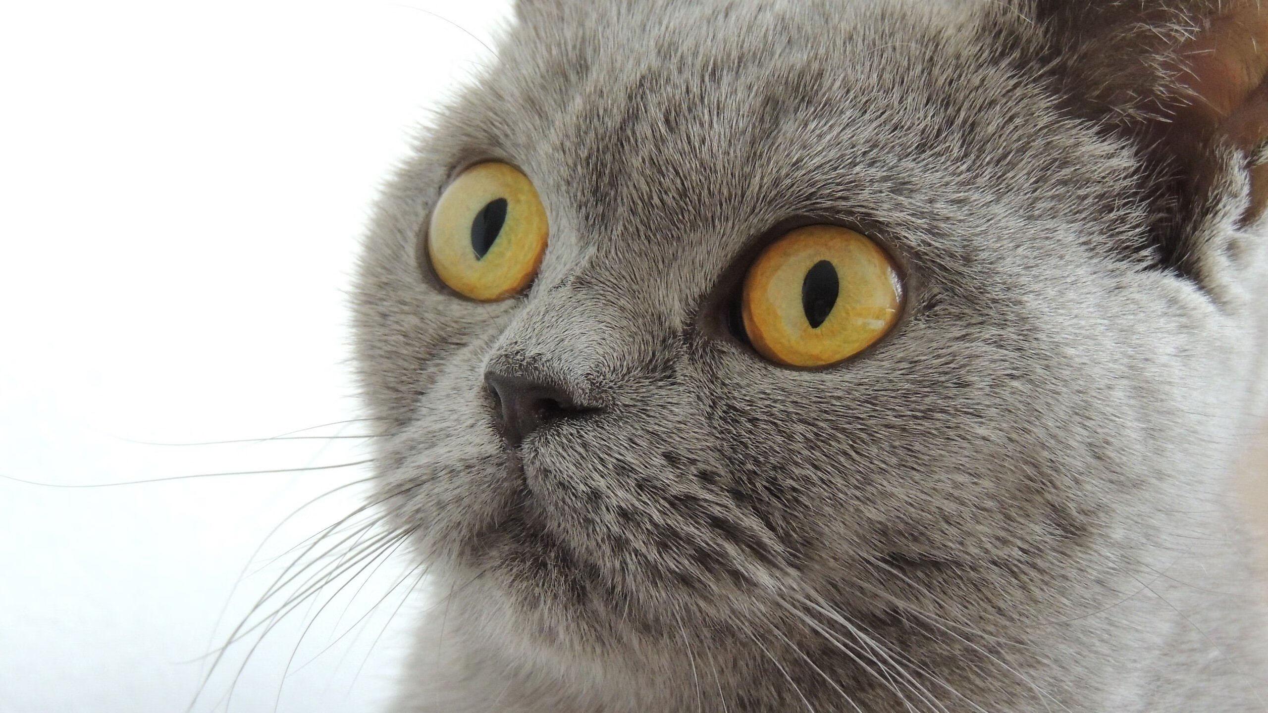 拜仁替补球员贡献关键助攻，拜仁替补中锋